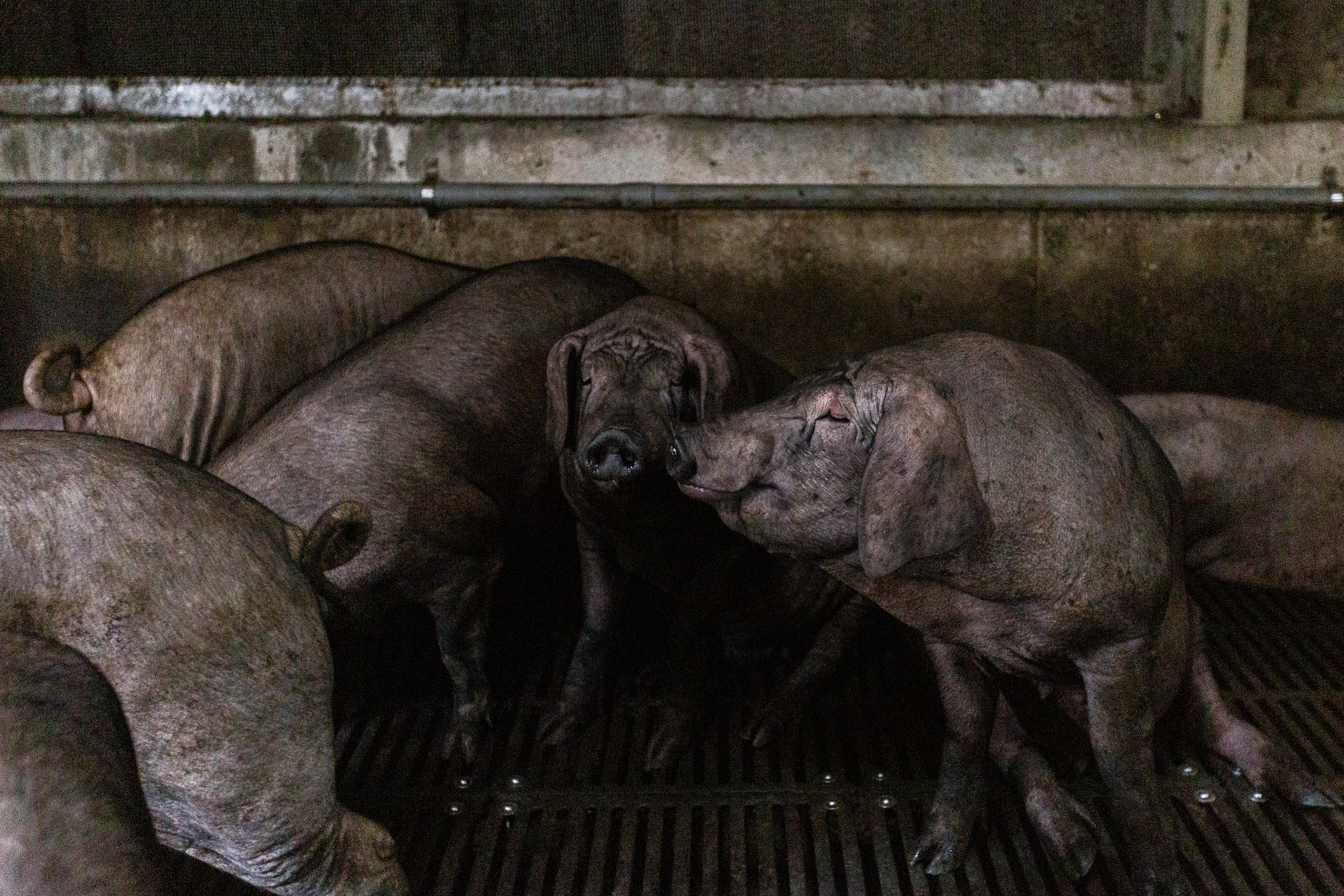 為何豬肉對於美國是重要經貿談判關鍵，作家顏擇雅點出原因。（示意圖，本刊資料照）