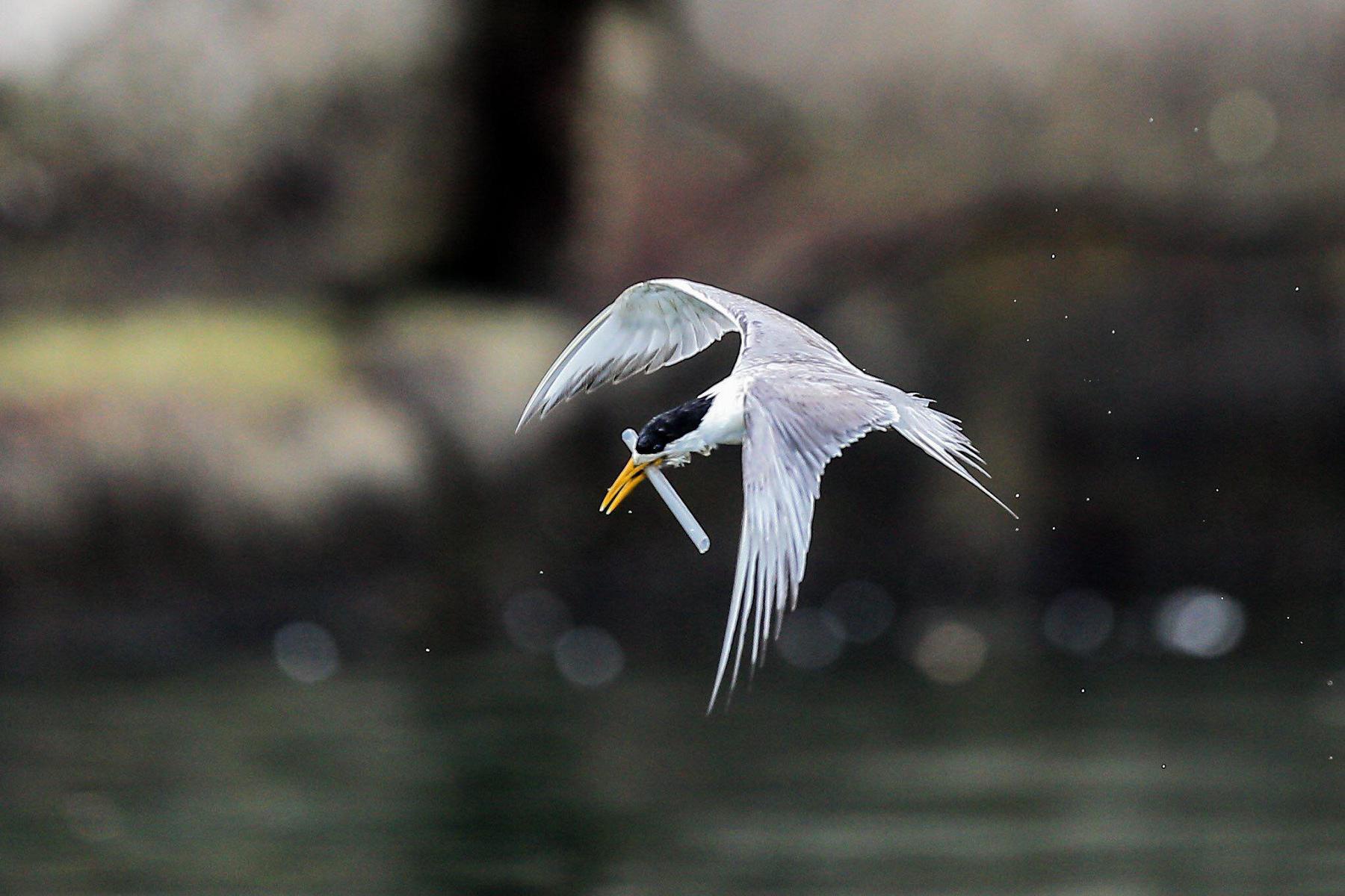 影片關注「鳥嘴卡塑膠垃圾」的燕鷗「小管」,希望觀眾認知生態保育的重要。(采昌提供,本圖由陳信樺攝影)