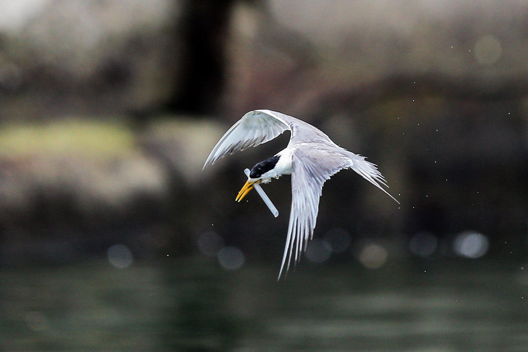 影片關注「鳥嘴卡塑膠垃圾」的燕鷗「小管」,希望觀眾認知生態保育的重要。(采昌提供,本圖由陳信樺攝影)