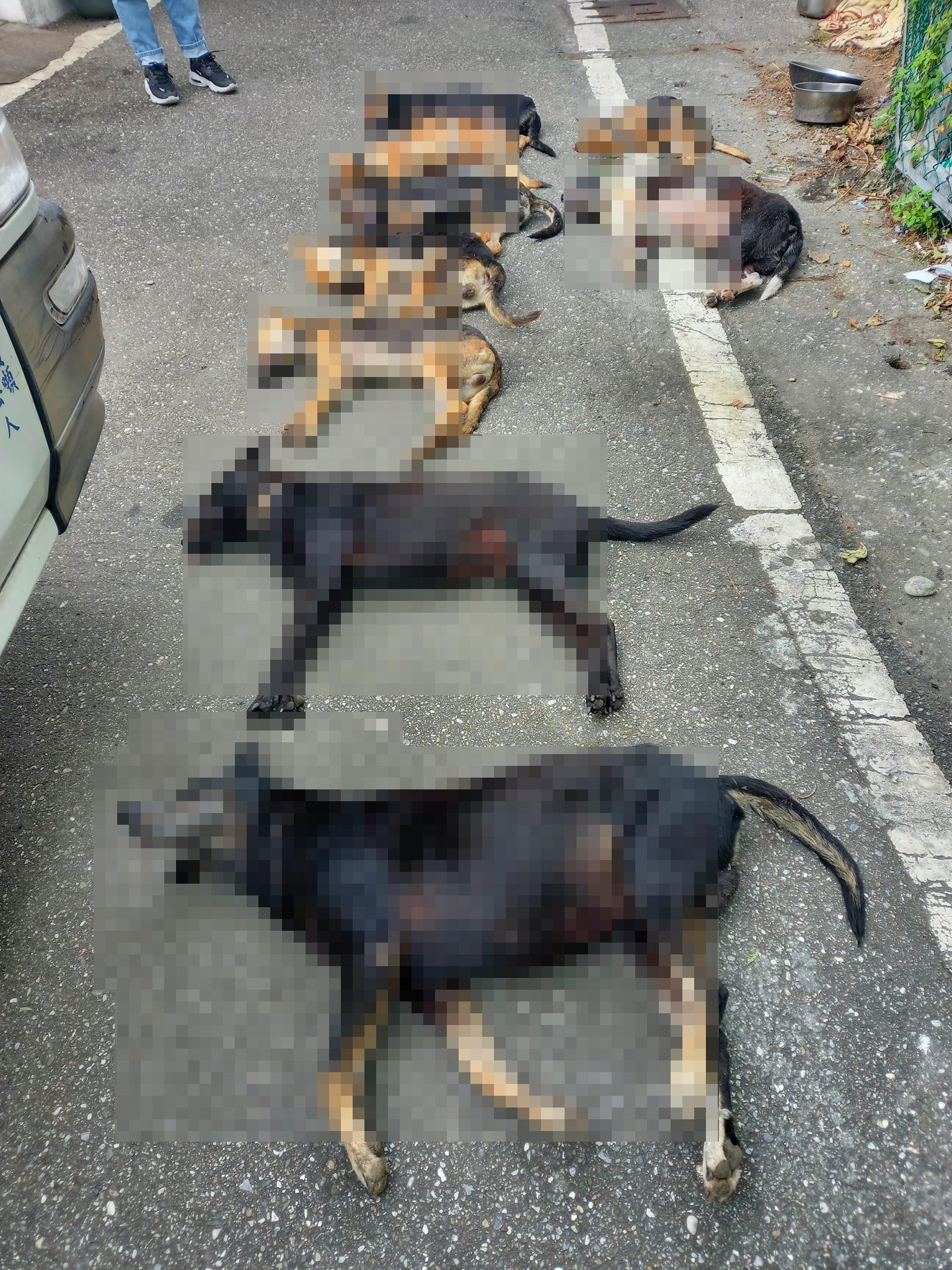 送檢的9頭犬屍中，共有8隻驗出「有機磷」農藥成分。（翻攝花蓮貓狗送養及走失協尋專區臉書）