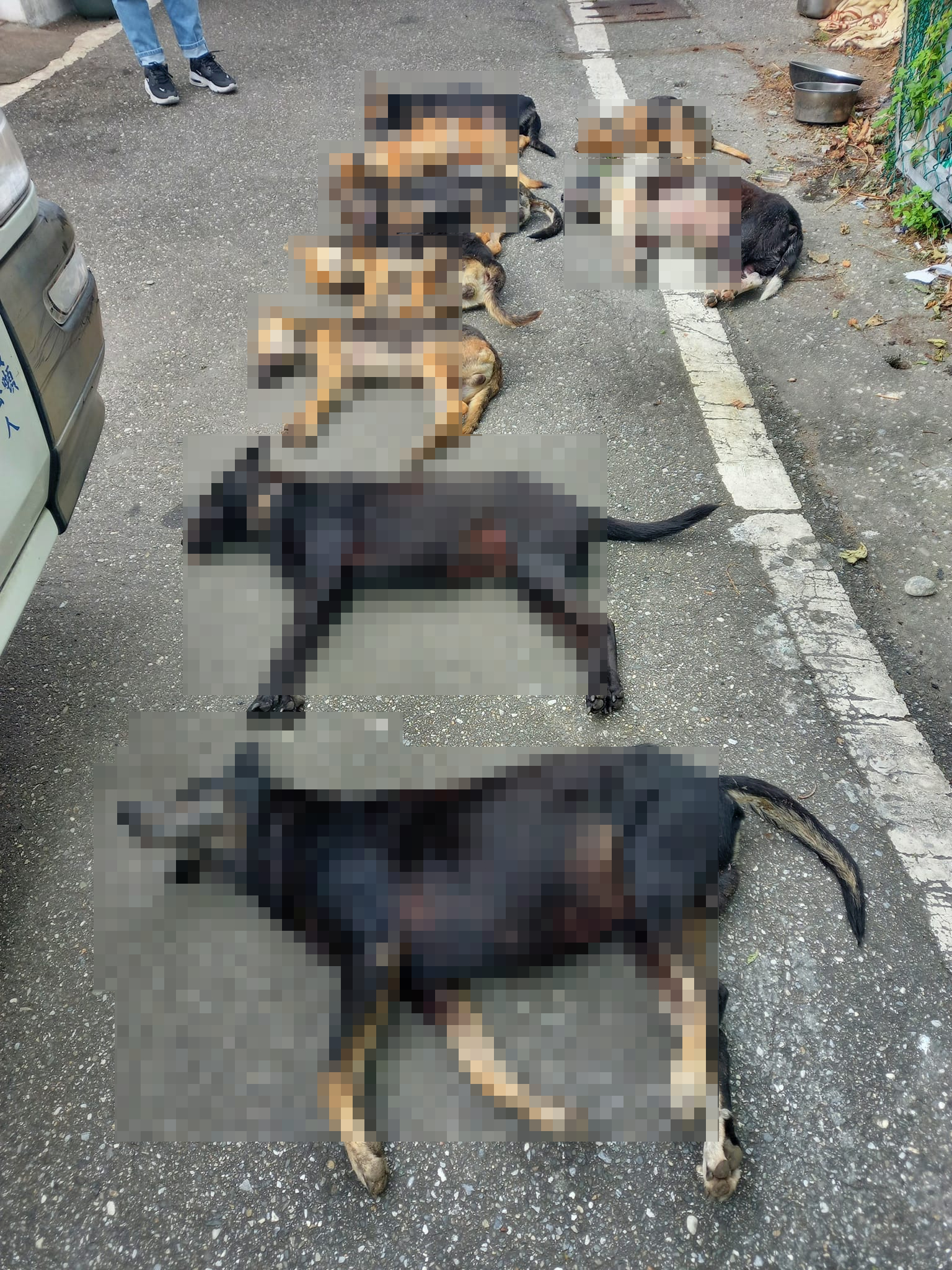 送檢的9頭犬屍中，共有8隻驗出「有機磷」農藥成分。（翻攝花蓮貓狗送養及走失協尋專區臉書）
