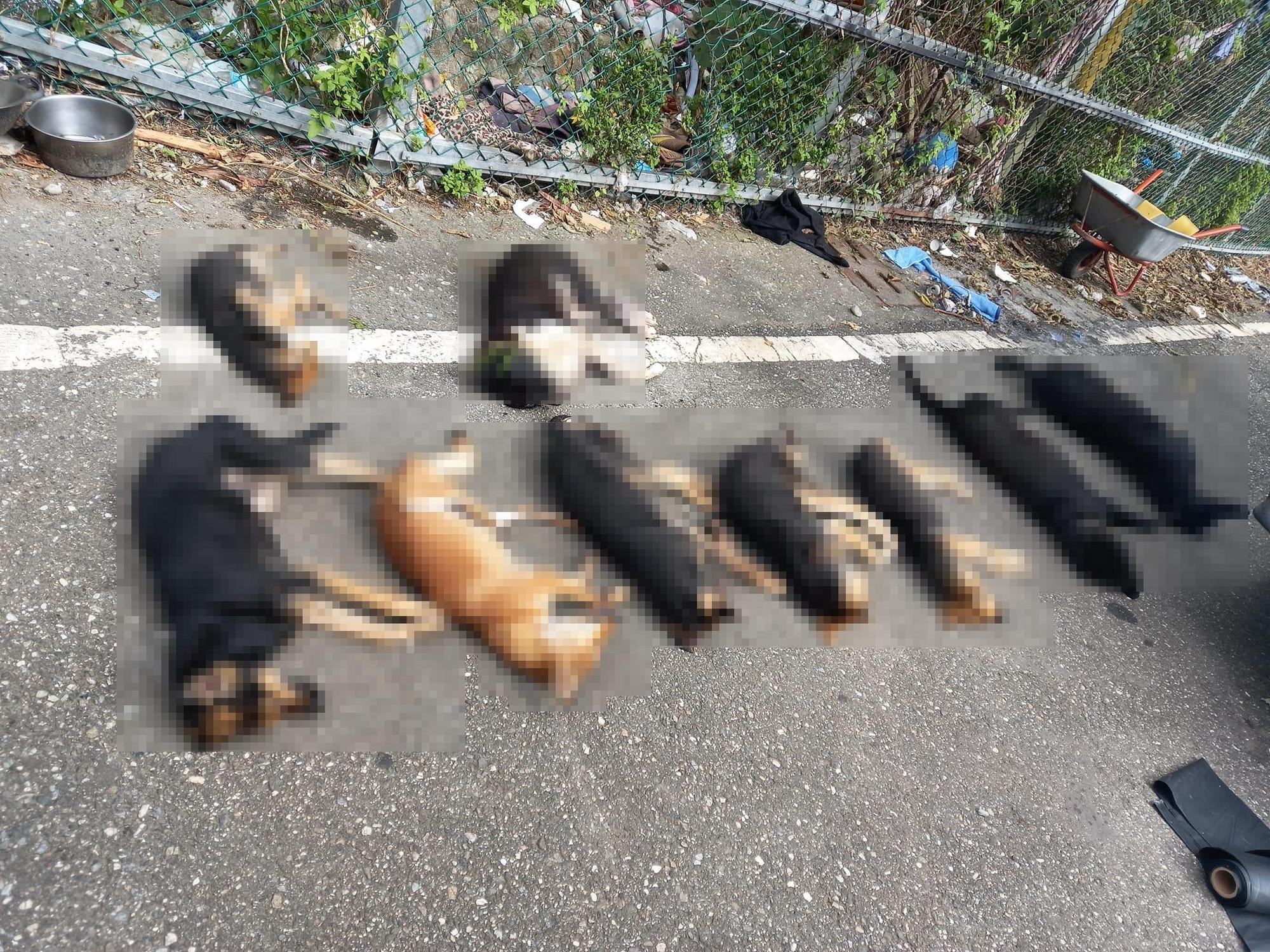 花蓮新城鄉康樂村驚傳大規模毒狗事件。（翻攝花蓮貓狗送養及走失協尋專區臉書）