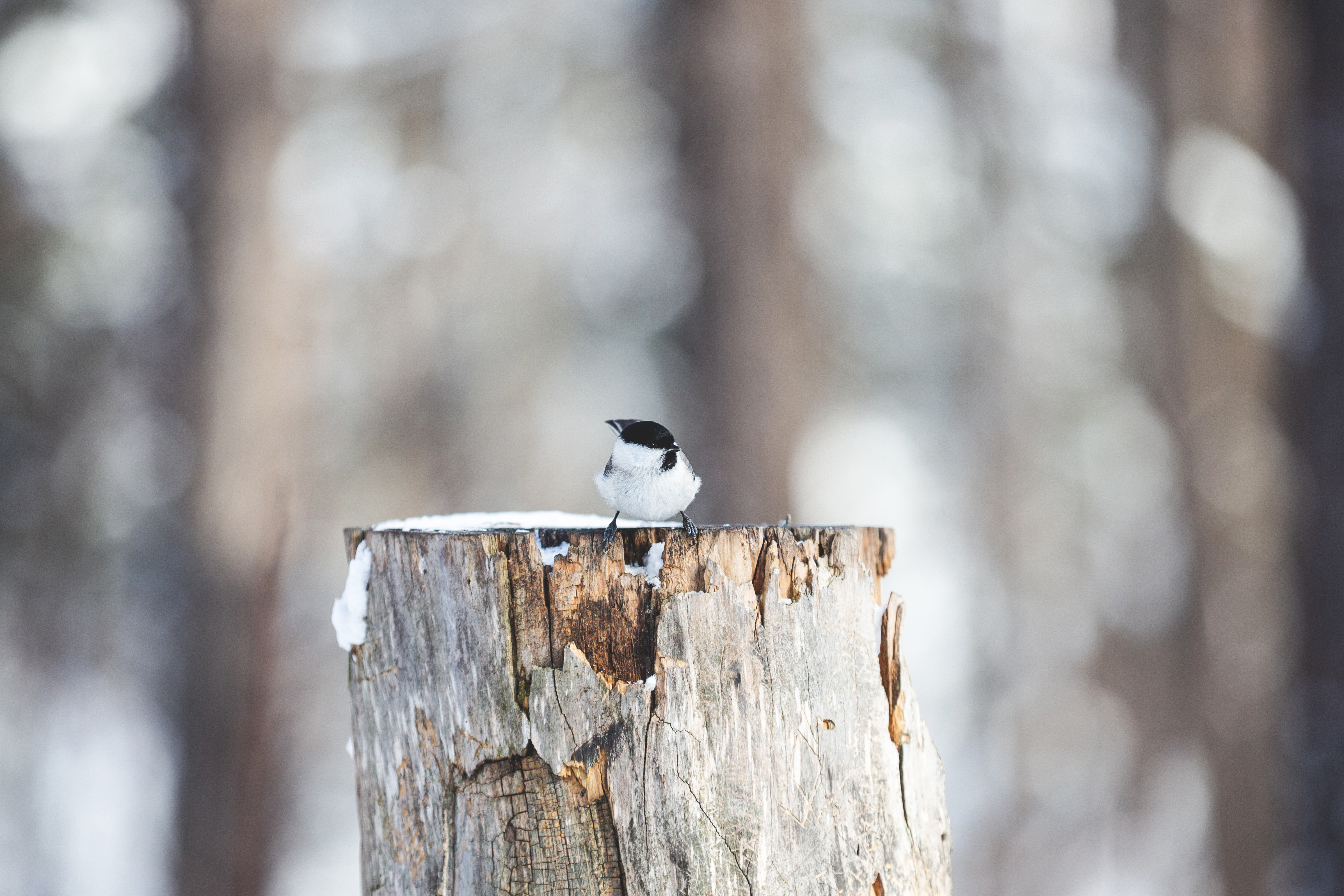 【詩】來日　崎雲