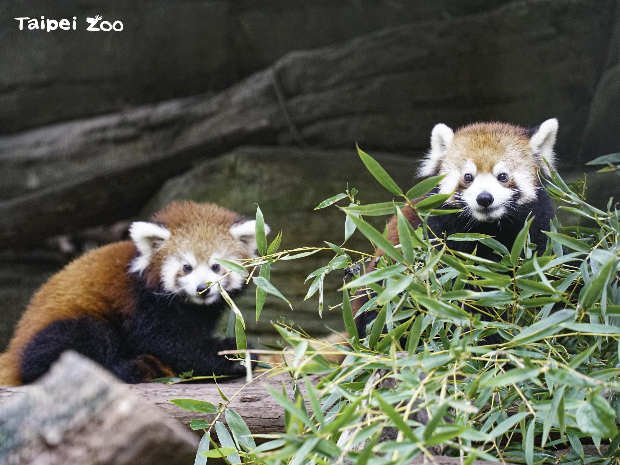 小貓熊寶寶「可麗露」（左）與媽媽「美可」一同亮相。（台北市立動物園提供）