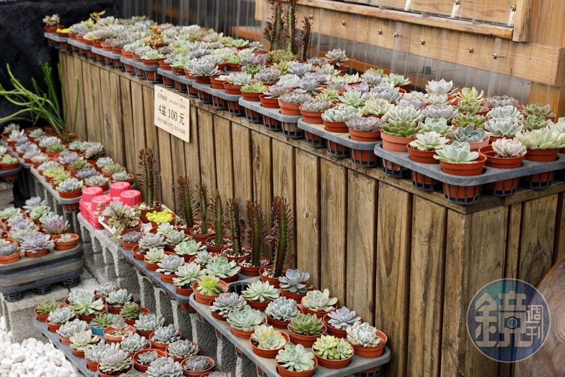 竹鍵的父母是農夫，店外的多肉植物皆為親手栽種。（100元／4盆）