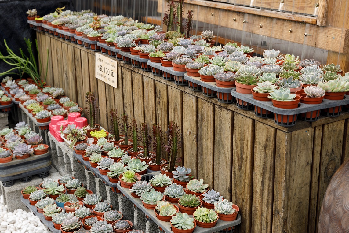 竹鍵的父母是農夫，店外的多肉植物皆為親手栽種。（100元／4盆）