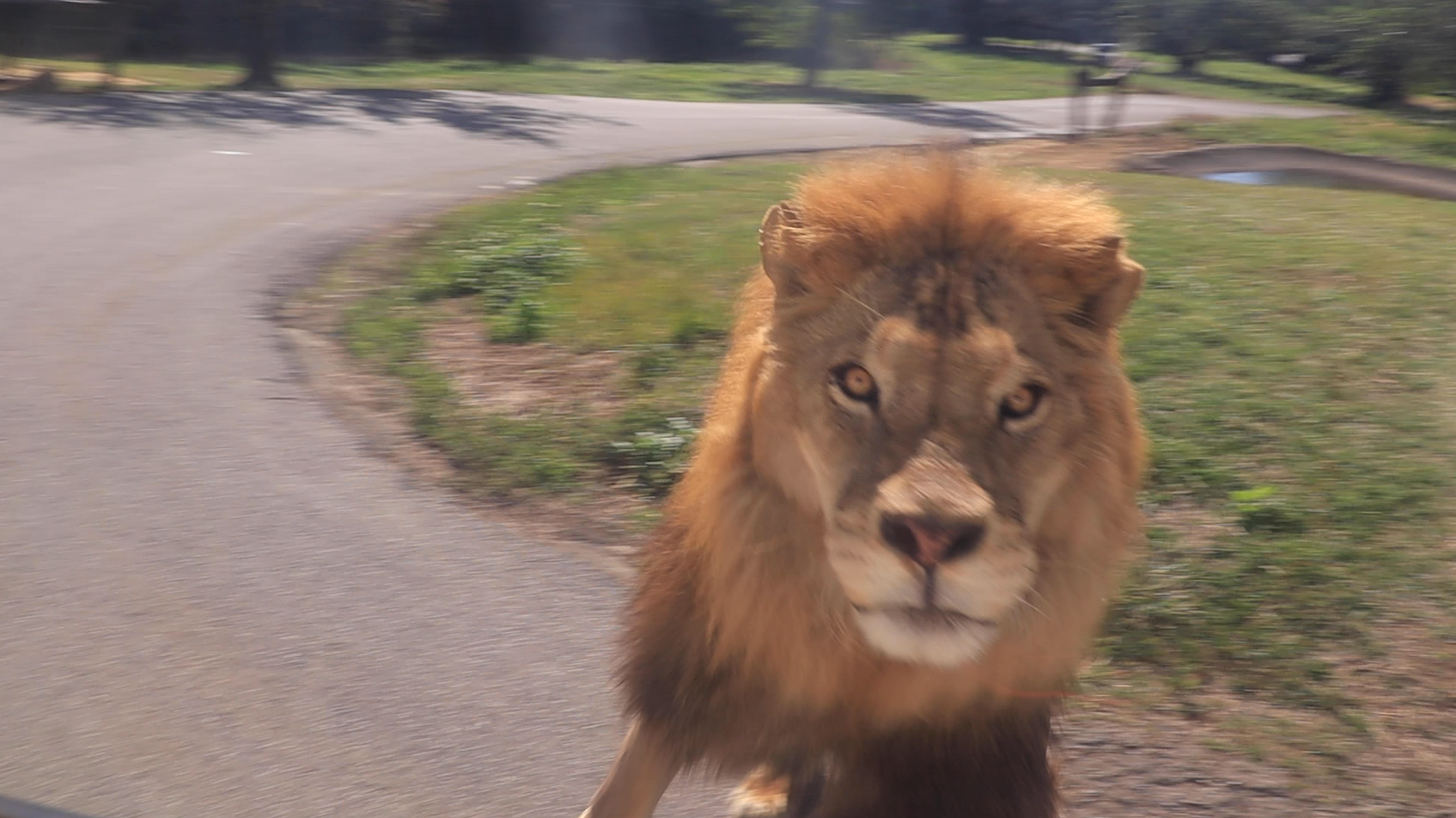 六福村直播自駕遊歷動物園前進猛獸區,帶遊客重返70年代舊時光。(六福村提供)