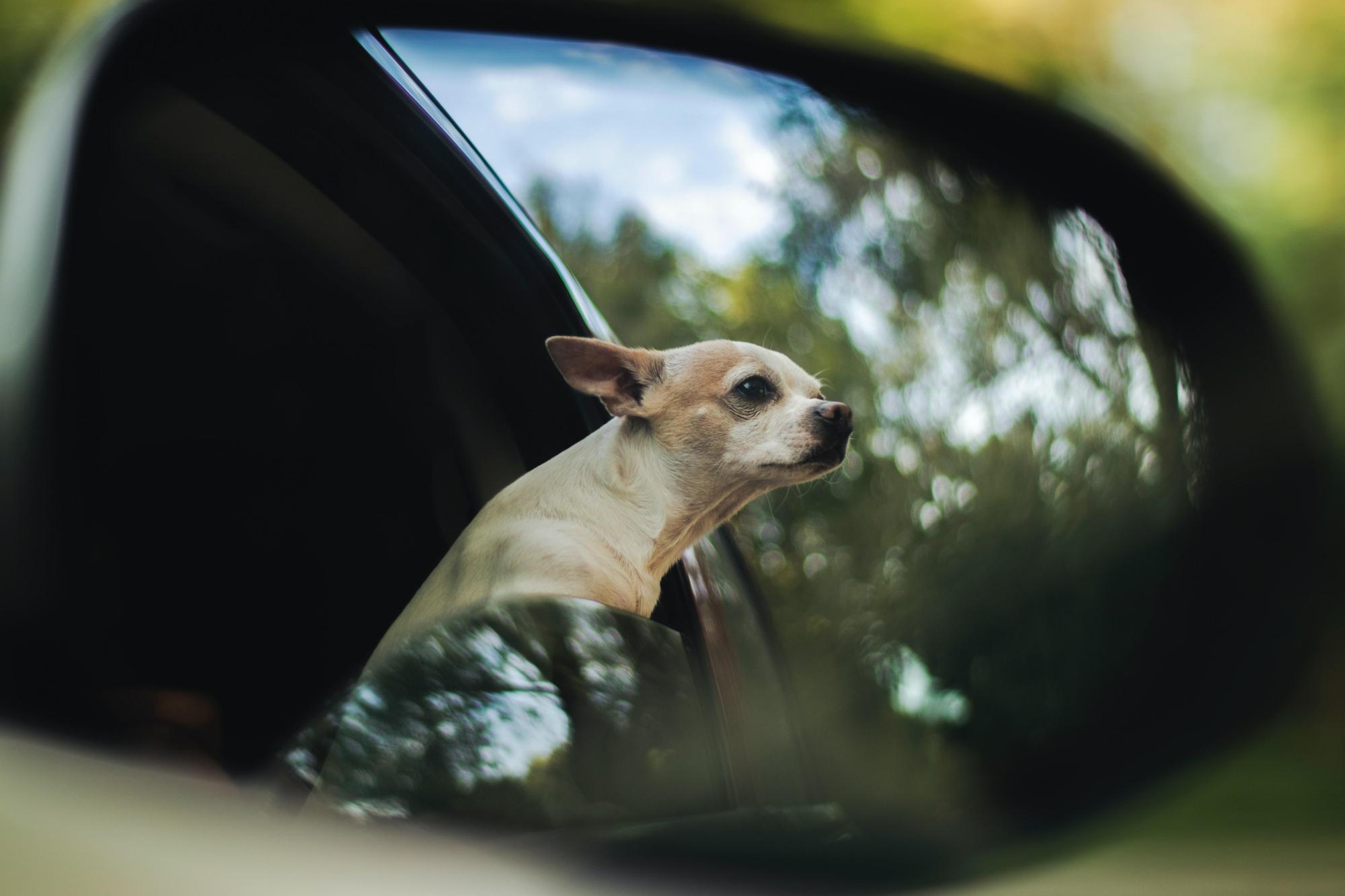 林姓女飼主送愛犬至寵物店洗澡時,不慎遭來車輾斃身亡。(示意圖,翻攝Pexels)