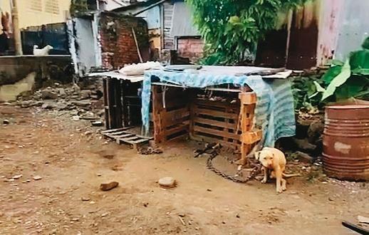 本月初，屏東一名3歲男童遭鄰居飼養的比特犬咬死，震驚社會。（東森新聞提供）