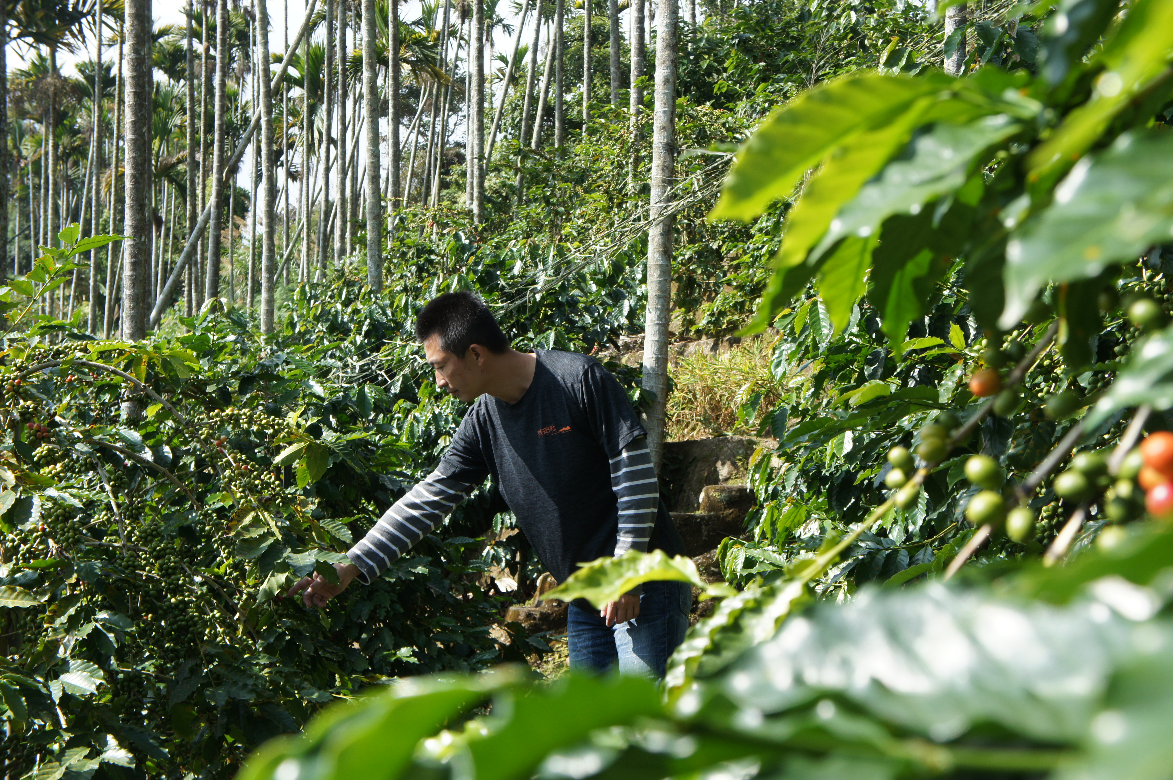 「琥珀社」第5代傳人陳合德，是「茶咖雙優」農民。