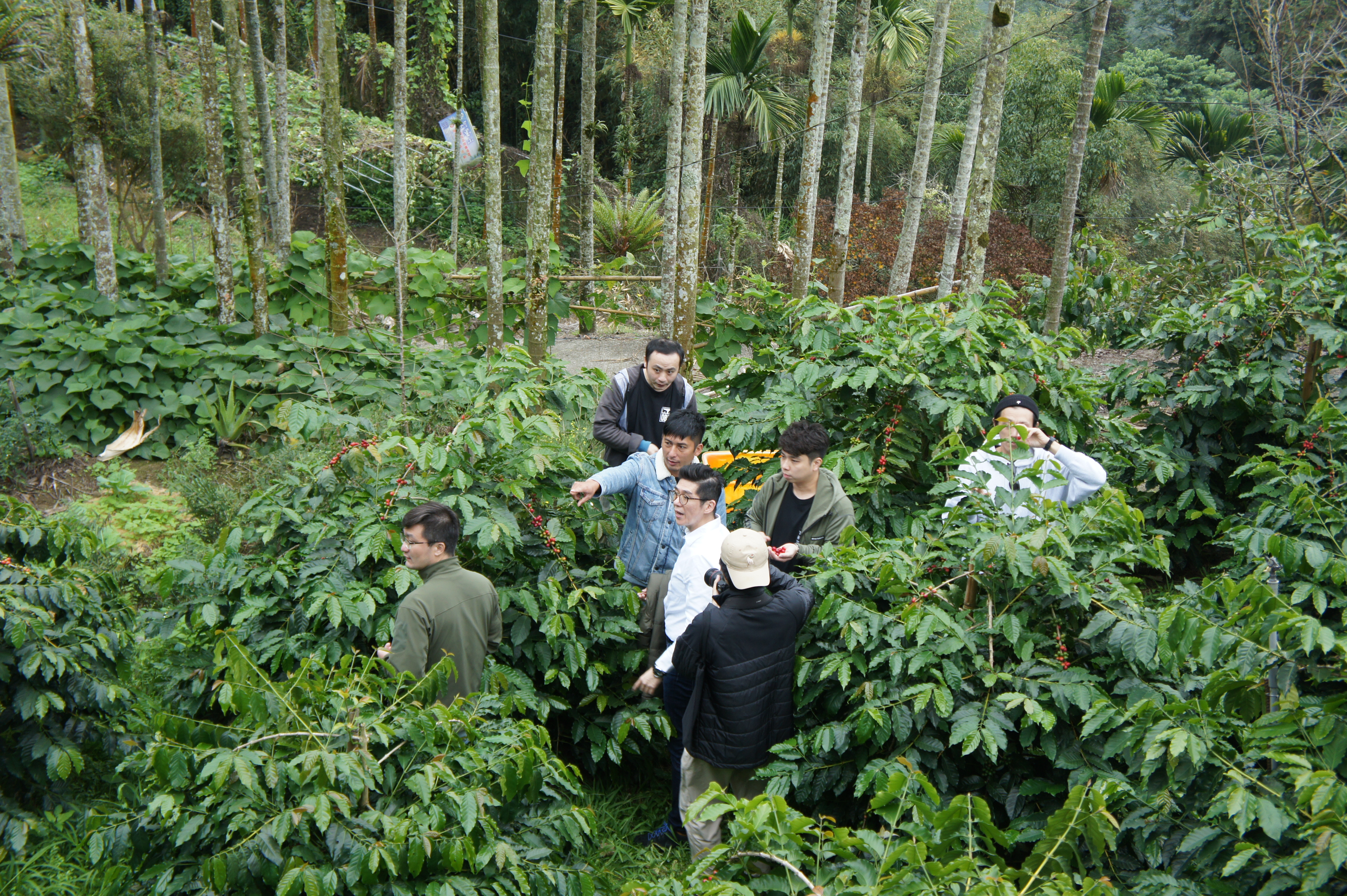 尋豆師們在咖啡園裡。
