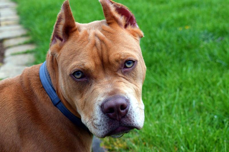美國一名母親為了救下被比特犬啃咬的兒子,最後反被攻擊喪命。(示意圖,pixabay)