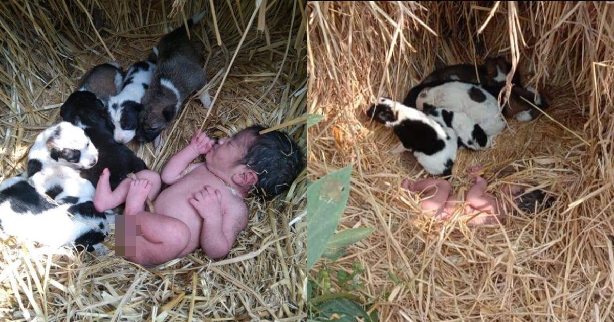 印度一名剛出生的女嬰遭遺棄,小狗的體溫讓她奇蹟存活。(翻攝自推特)