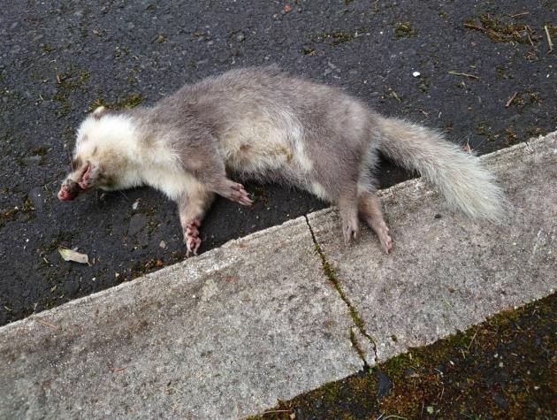 玉管處近日接獲通報死亡的野生動物案件中，鼬獾有被檢驗出狂犬病陽性的案例。（翻攝自玉山國家公園臉書）