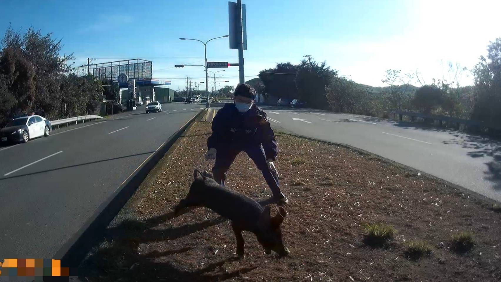 國道3號香山交流道附近出現小黑豬，警方試圖徒手捕捉失敗。（翻攝自竹南警察分局粉絲團臉書）