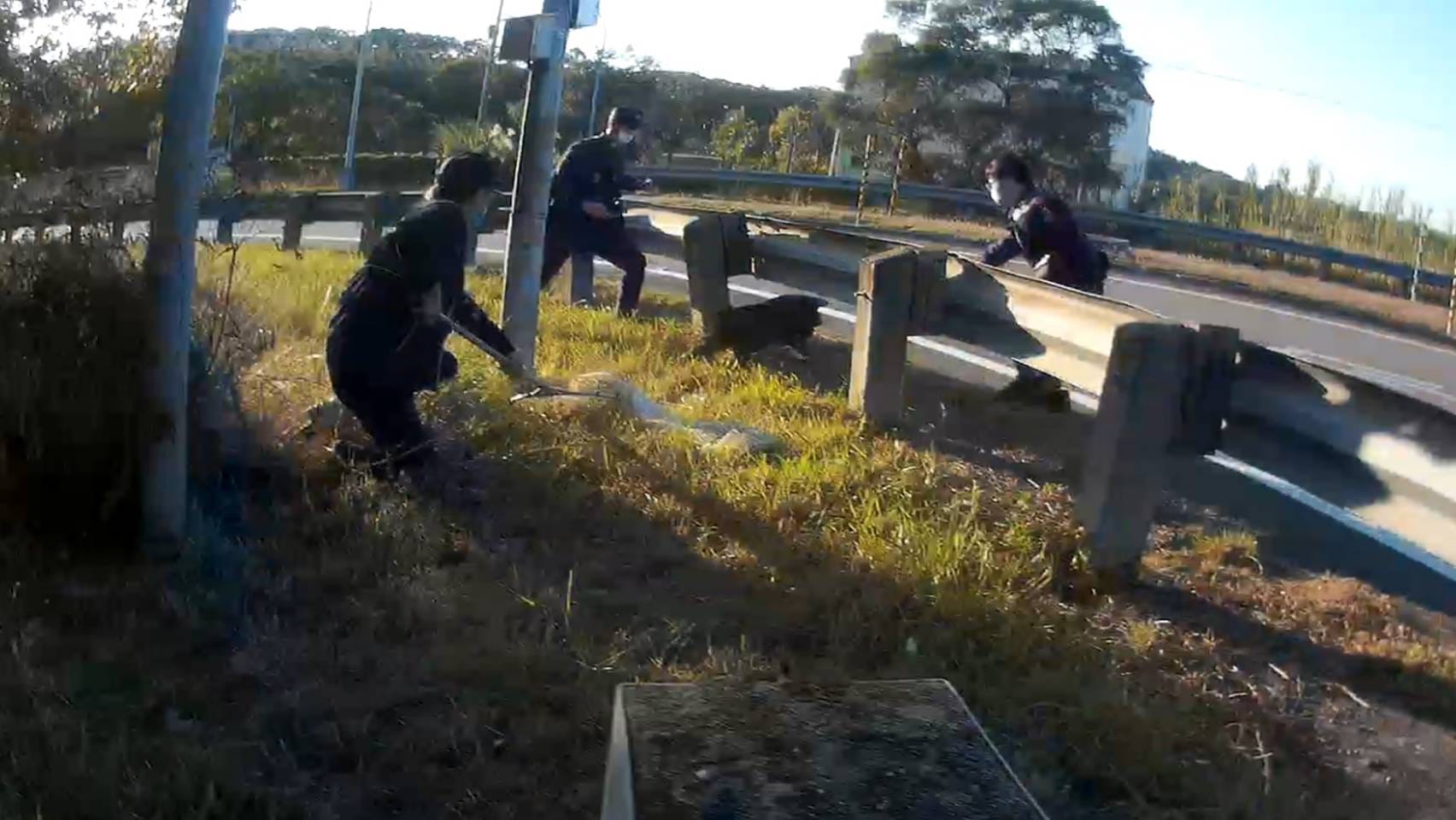 員警準備圍捕豬豬。(翻攝自竹南警察分局粉絲團臉書)