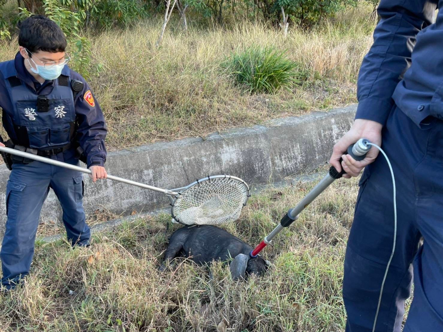 小豬與警方纏鬥1個多小時後被捕,但隔天就猝死。(翻攝自竹南警察分局粉絲團臉書)