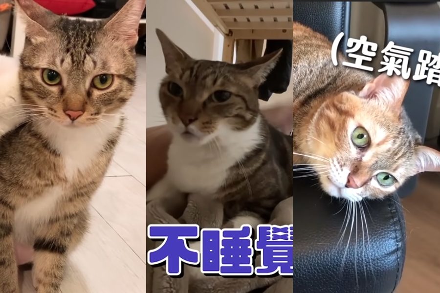 獅子老虎一向被認為是「大貓」，適逢新的虎年到，貓咪YouTube頻道還不追起來？（翻攝自豆漿- SoybeanMilk、黃阿瑪的後宮生活YouTube）