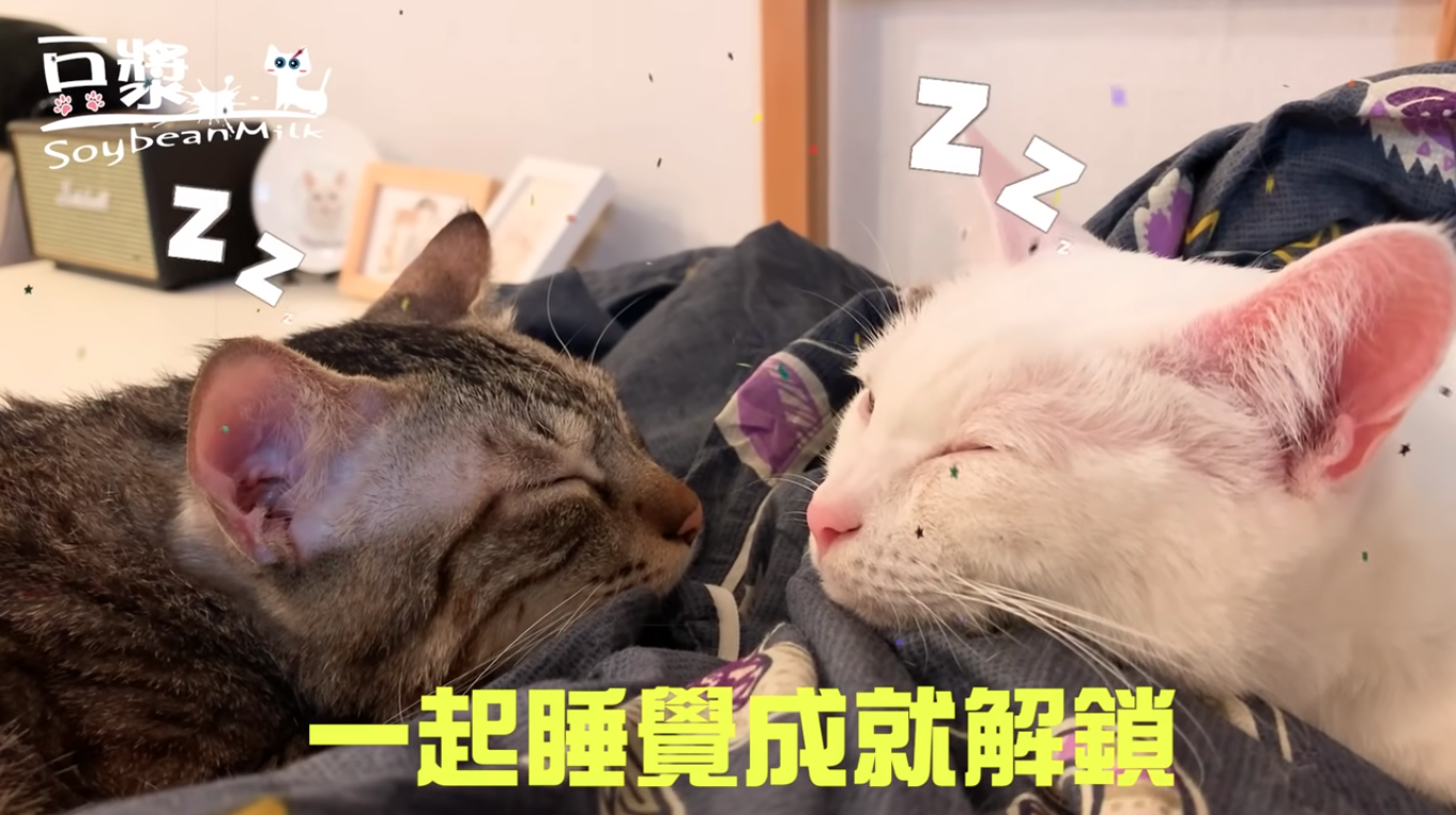 虎斑貓俊榮（左）與白貓豆漿（右）姐弟。（翻攝自豆漿- SoybeanMilkYouTube）