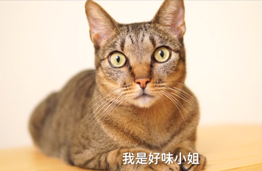 短褲是一隻虎斑公貓，也是好味小姐養的第一隻貓。（翻攝自好味小姐 Lady Flavor YouTube）