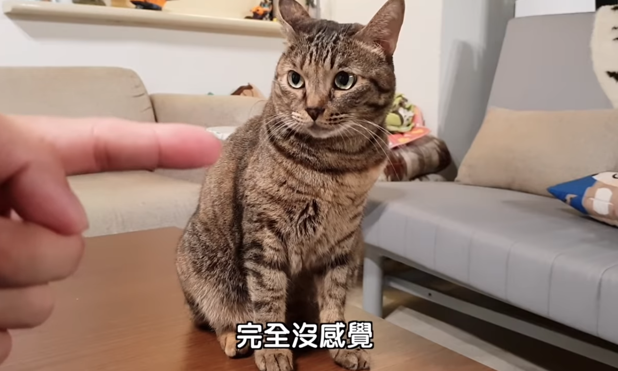 寶寶是上班不要看辦公室的團寵,人氣甚至比很多成員都高。(翻攝自上班不要看YouTube)