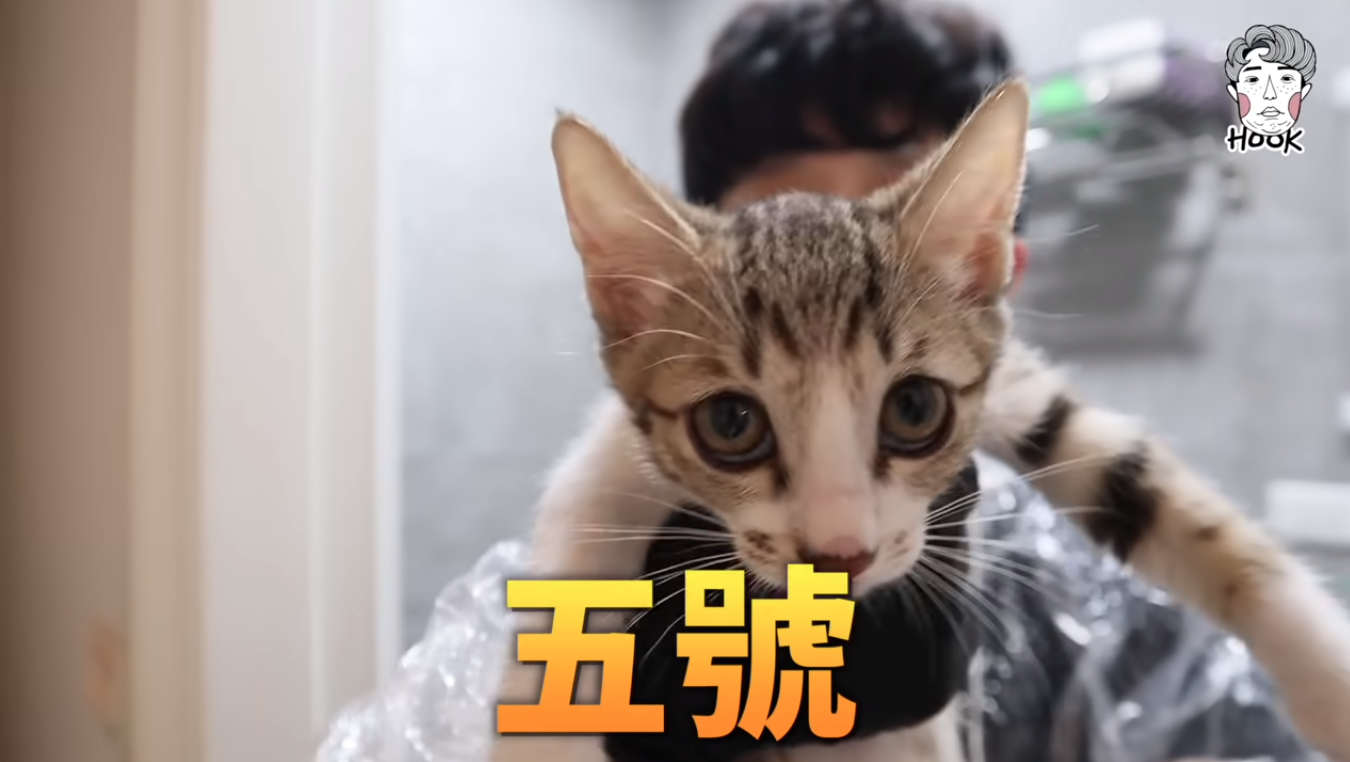 HOOK共有養2隻貓,其中五號為一隻還不滿2歲的虎斑貓。(翻攝自HOOKYouTube)