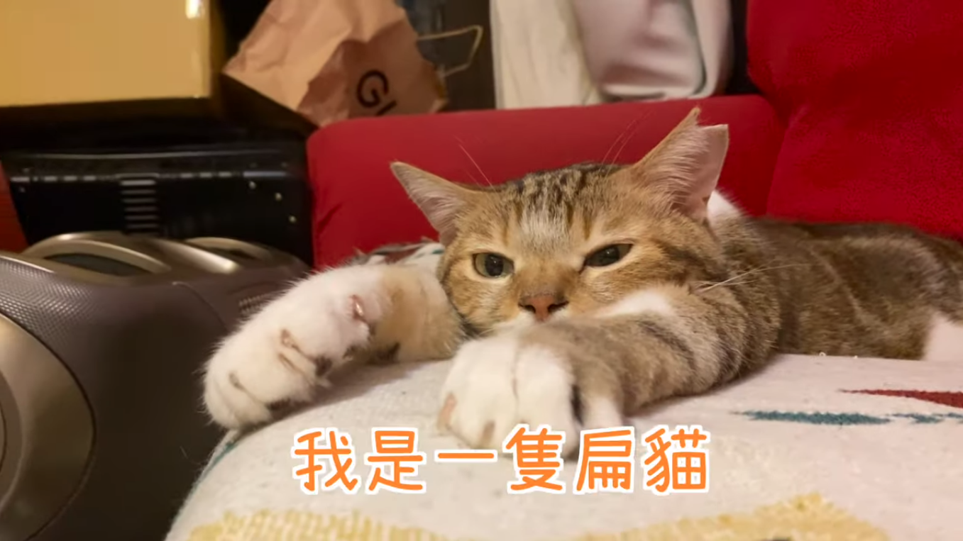 肚臍是一隻天蠍座的公貓,左耳有結紮的剪耳記號。(翻攝自肚臍是隻貓YouTube)