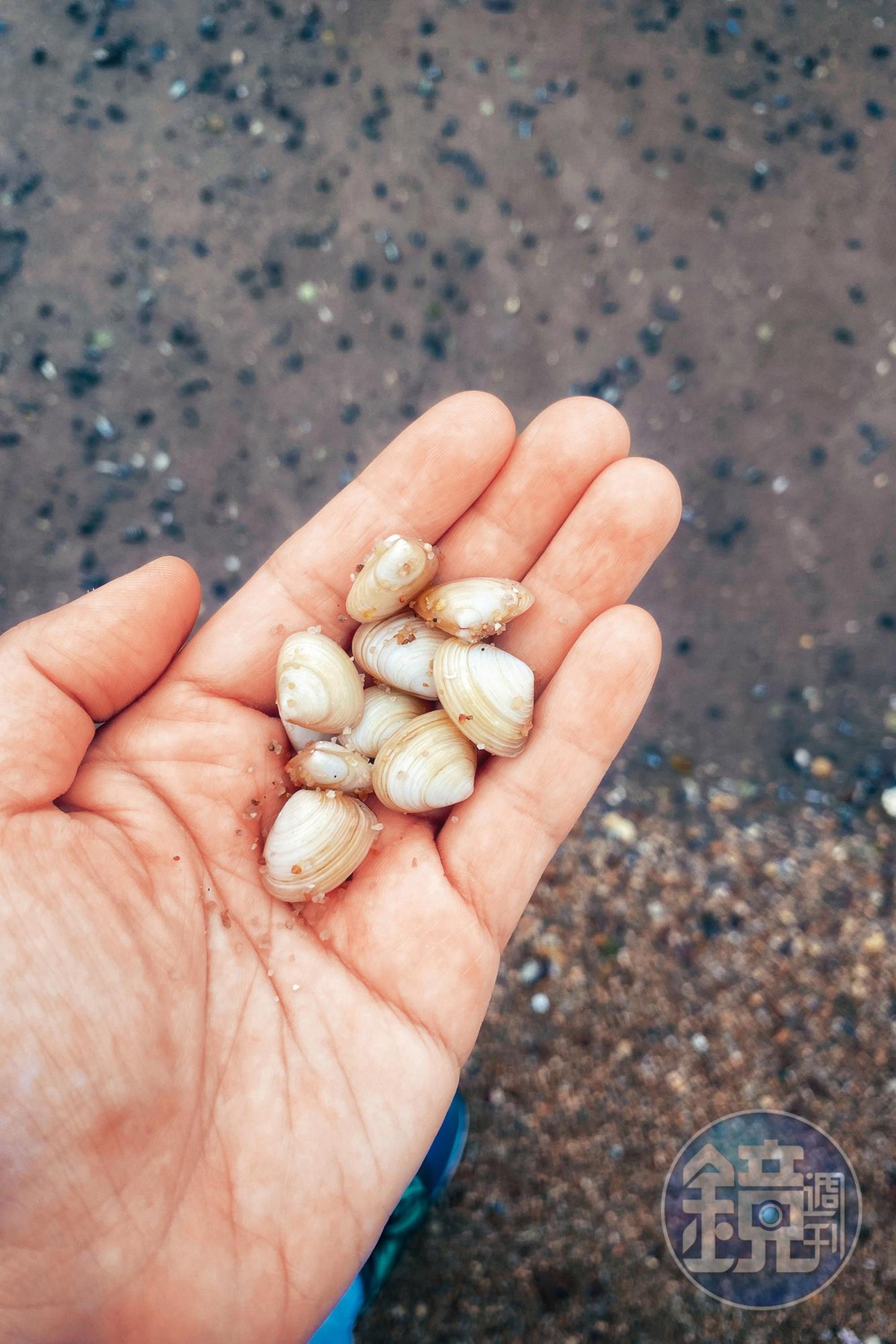 在被海水淹蓋過的沙灘上,可以挖掘到「尖峰蛤」,據說是當地人的天然解酒良方。(童心怡攝)