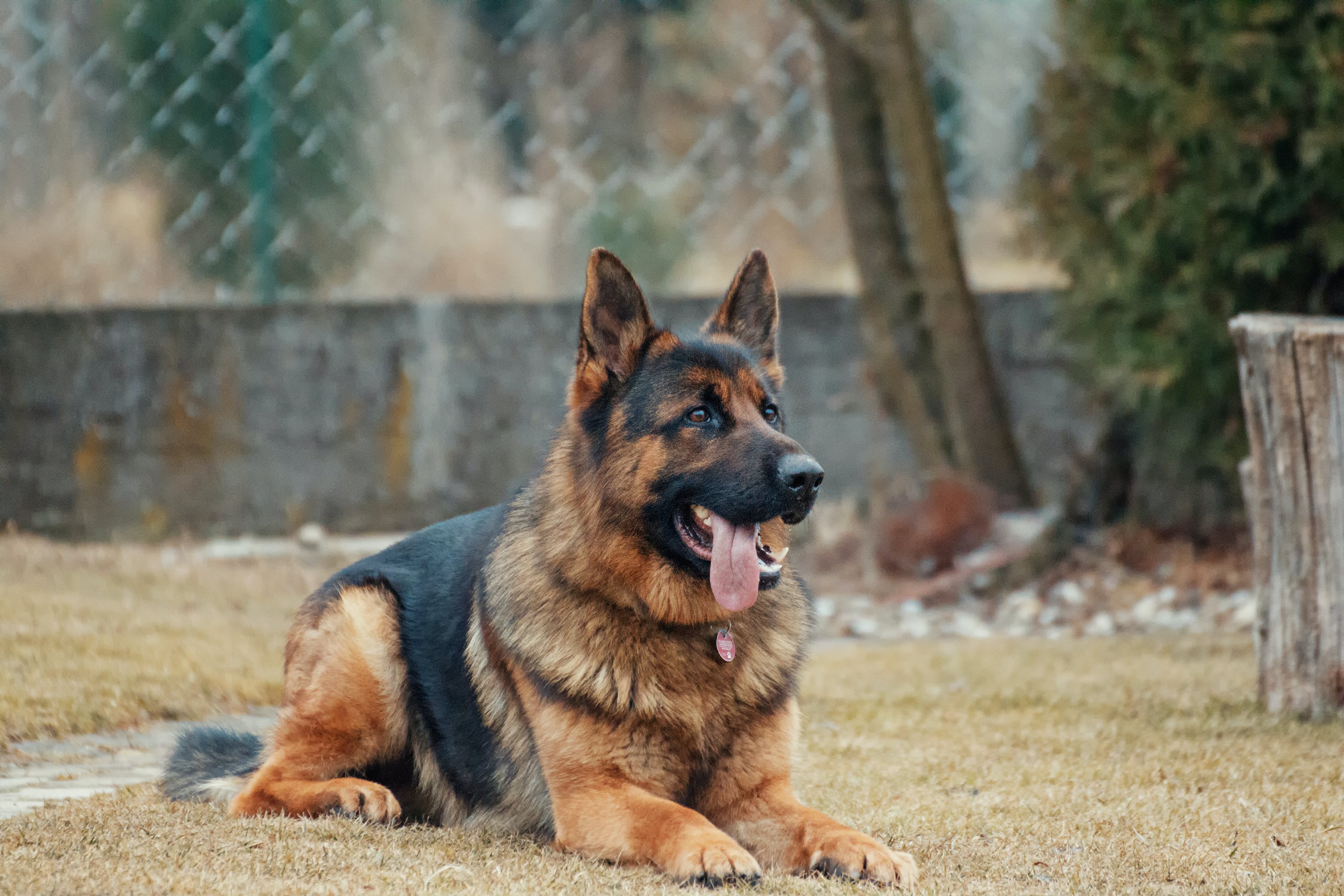 據悉遭侵犯的犬隻,是一頭體型龐大的德國牧羊犬。(示意圖,翻攝Pexels)