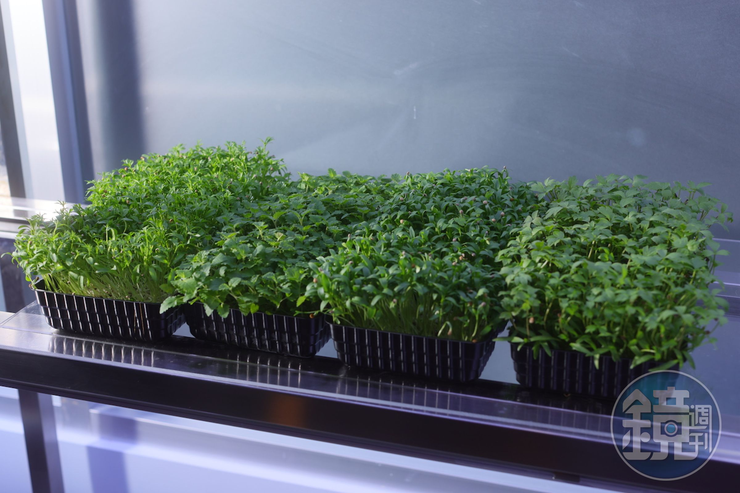 食驗室闢建有微型植物生長室，栽種香草花卉，以創造專屬調味。