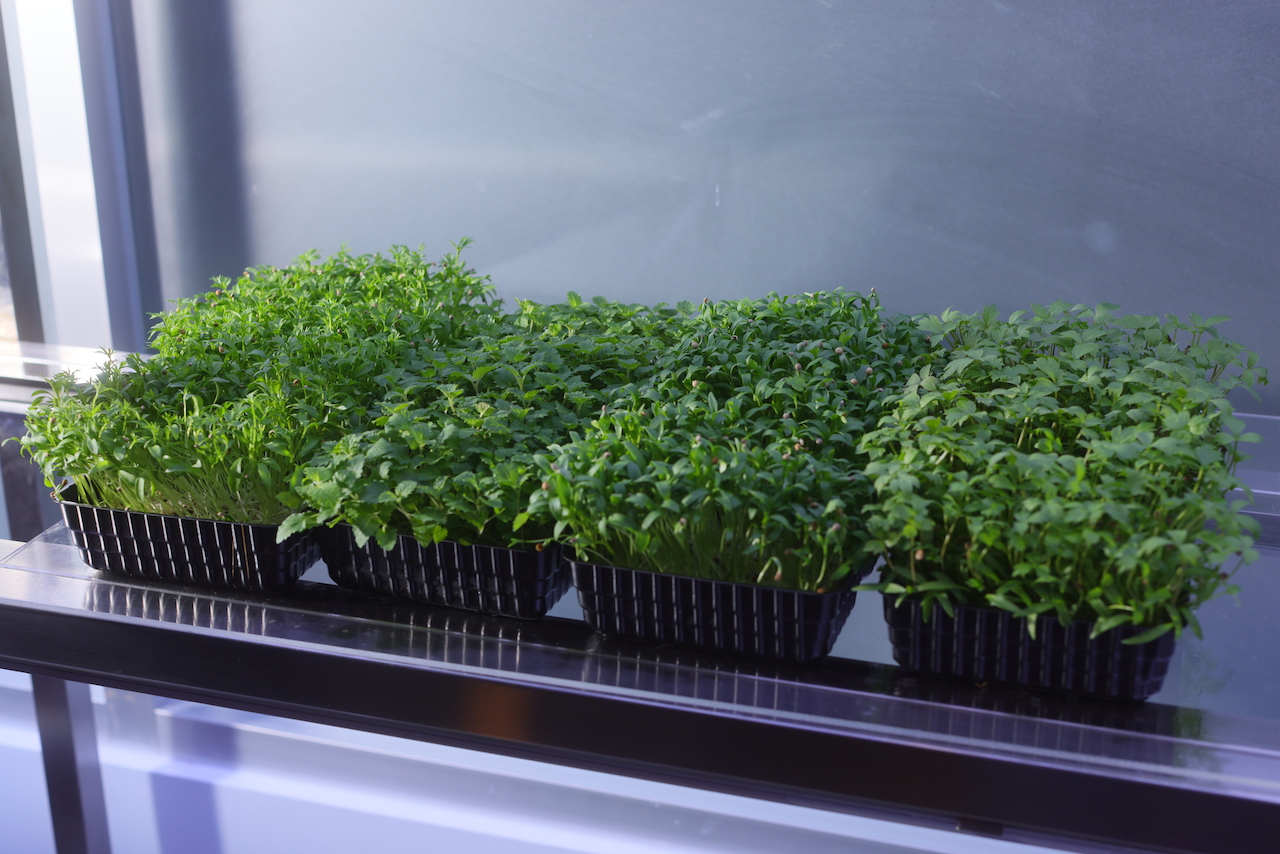 食驗室闢建有微型植物生長室，栽種香草花卉，以創造專屬調味。