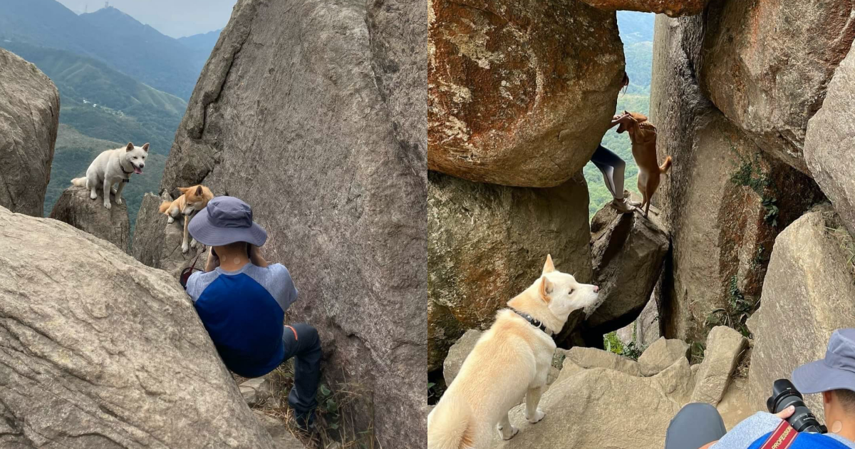 香港一對情侶去登山,竟將2隻毛孩放到懸崖岩石上擺拍,相當危險。(翻攝自香港突發事故報料區臉書)