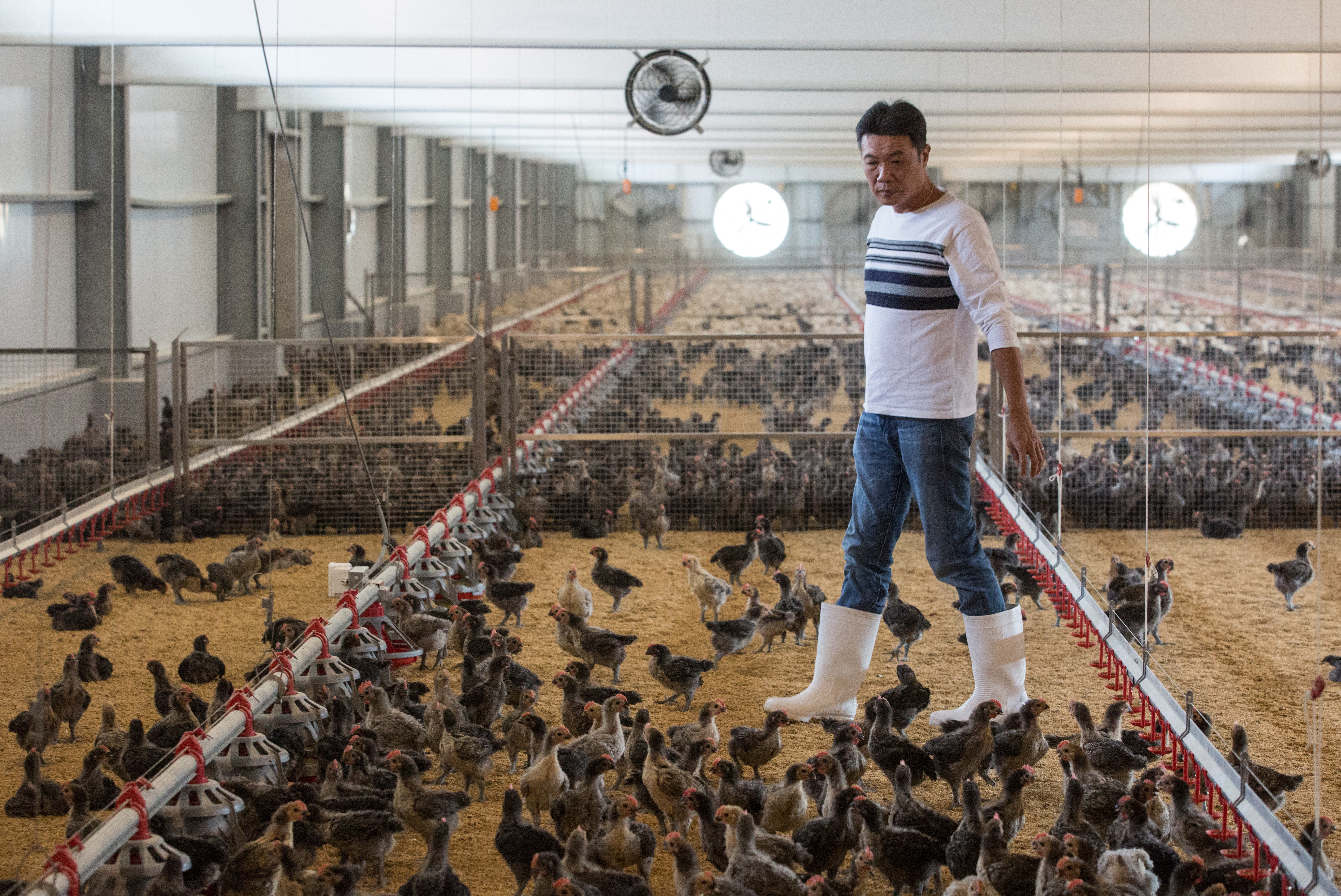 為掌控雞隻品質，高浚泓向上溯源自養，採精緻化水簾式飼養，降低環境威脅，養出的土雞頭好壯壯。