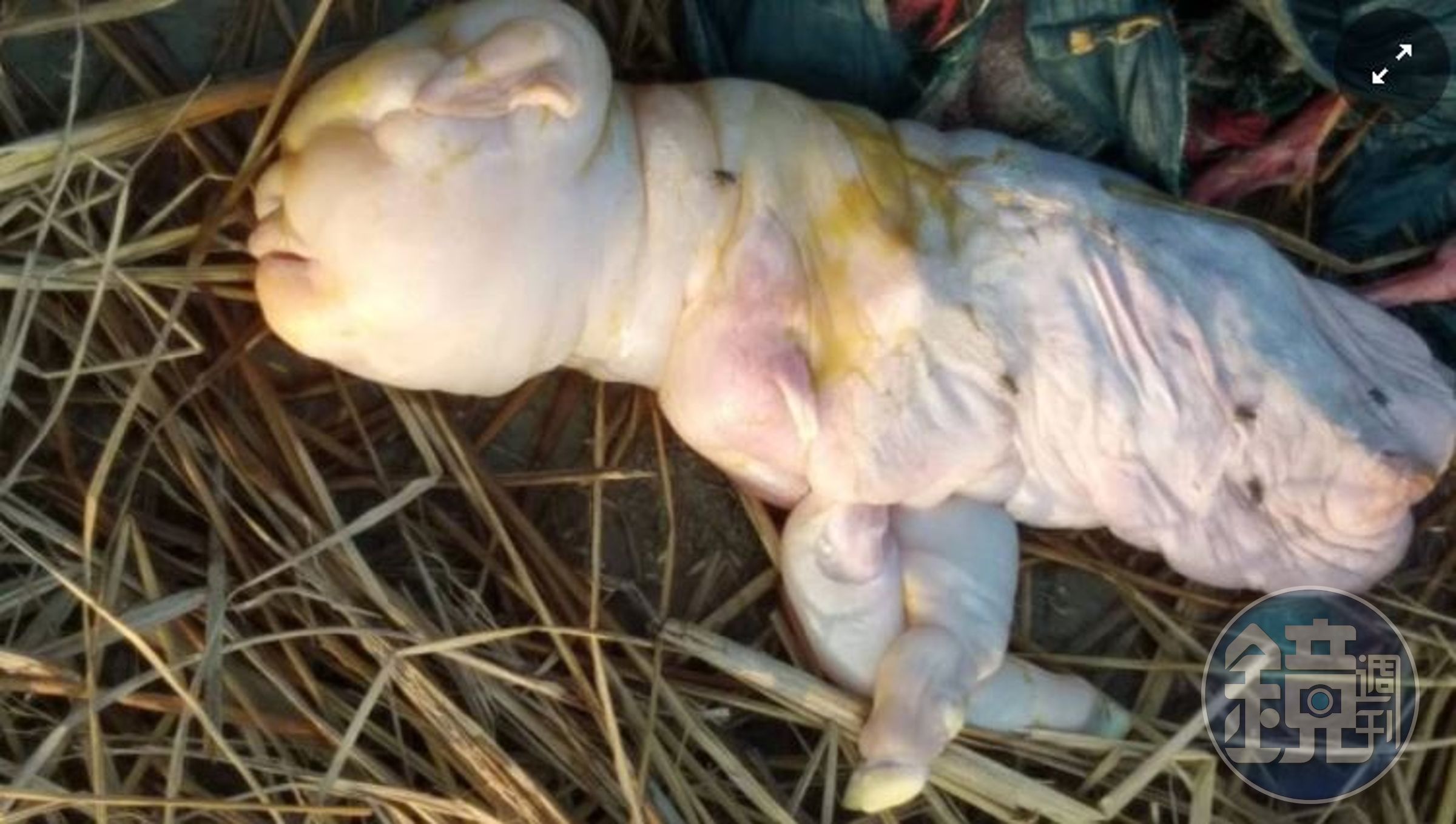 這頭「有人臉」的超詭異生物誕生沒多久後就死亡。（翻攝《trixabia.com》）