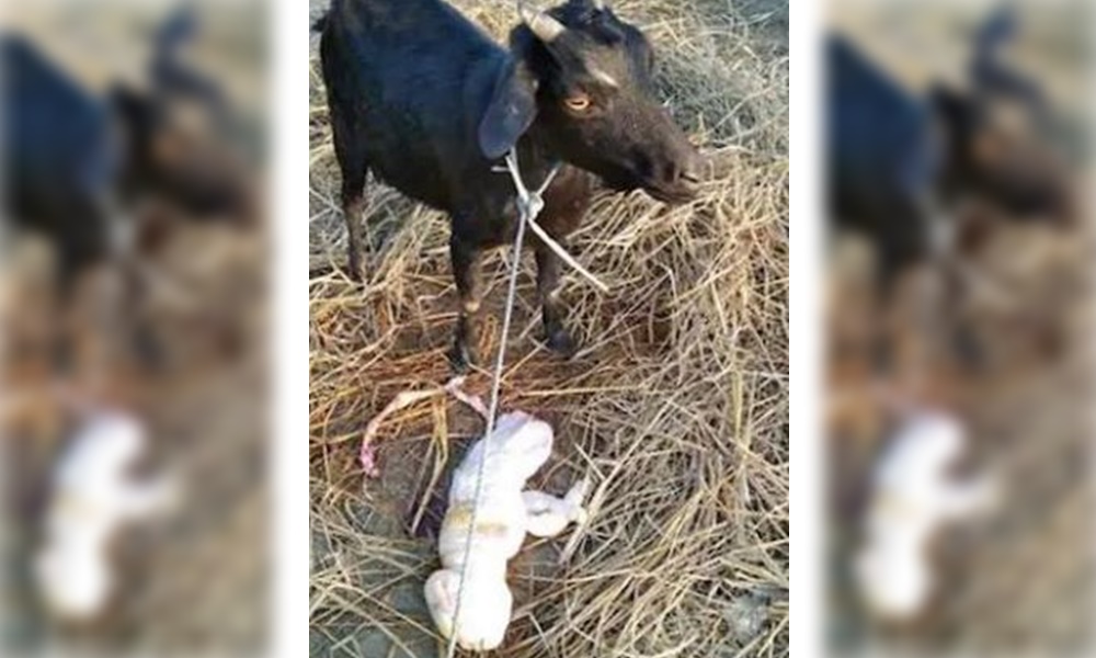 山羊的飼主表示,印度許多地方都把動物生下畸形兒當凶兆。(翻攝《trixabia.com》)