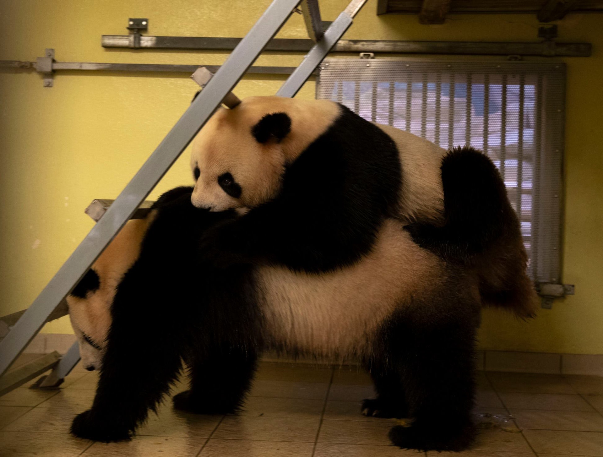 法國圓仔一天與伴侶啪啪啪8次。(翻攝Zoo de Beauval官網)