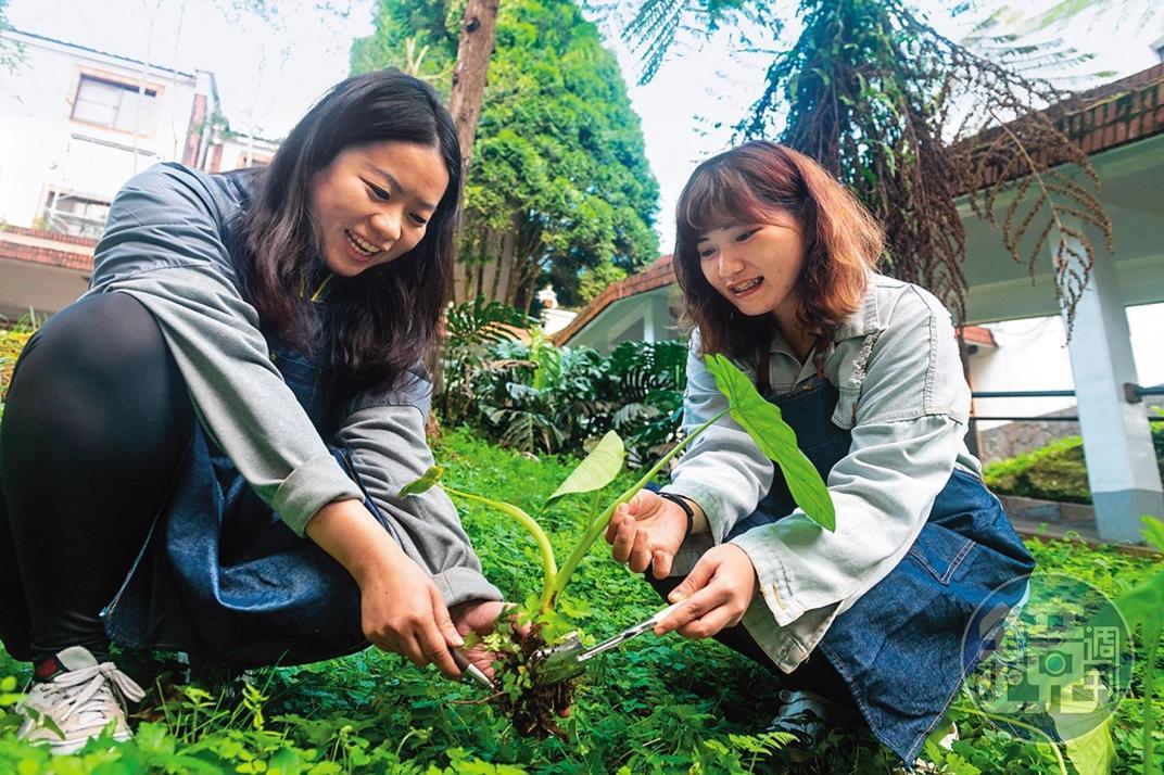 草地上找尋喜愛的植物,準備「苔球體驗」。