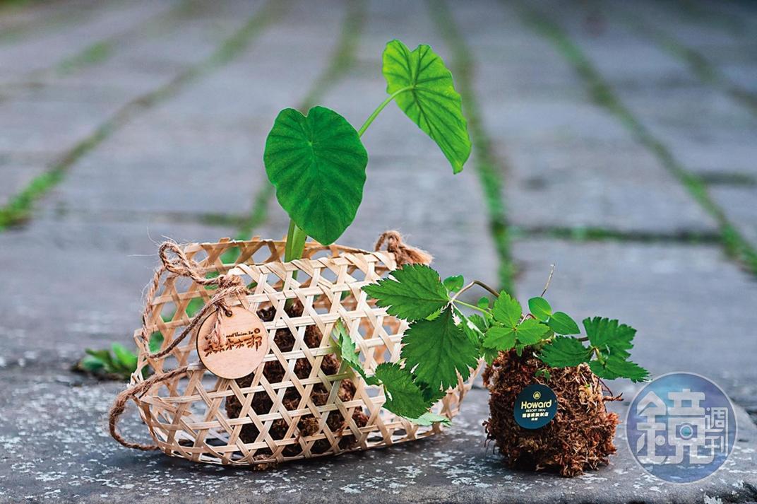 透過手作「苔球體驗」,連平日不起眼的植物也變得很美。