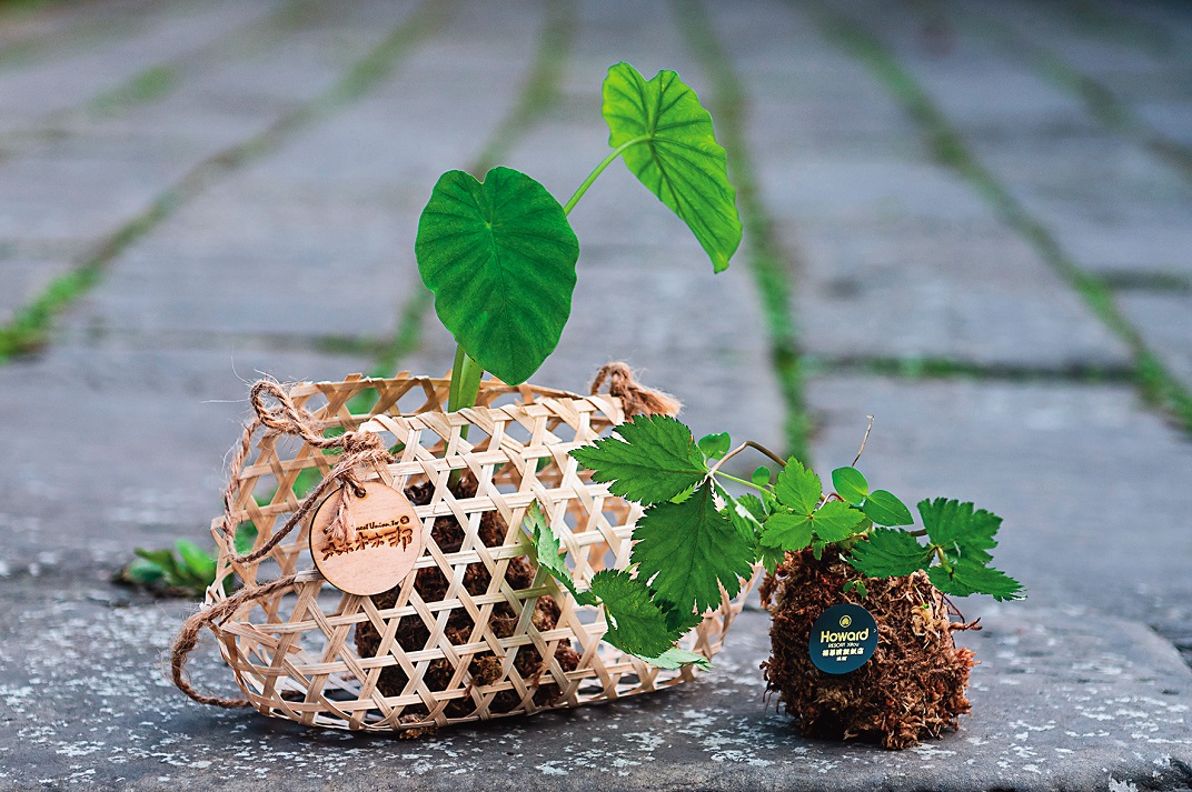 透過手作「苔球體驗」，連平日不起眼的植物也變得很美。