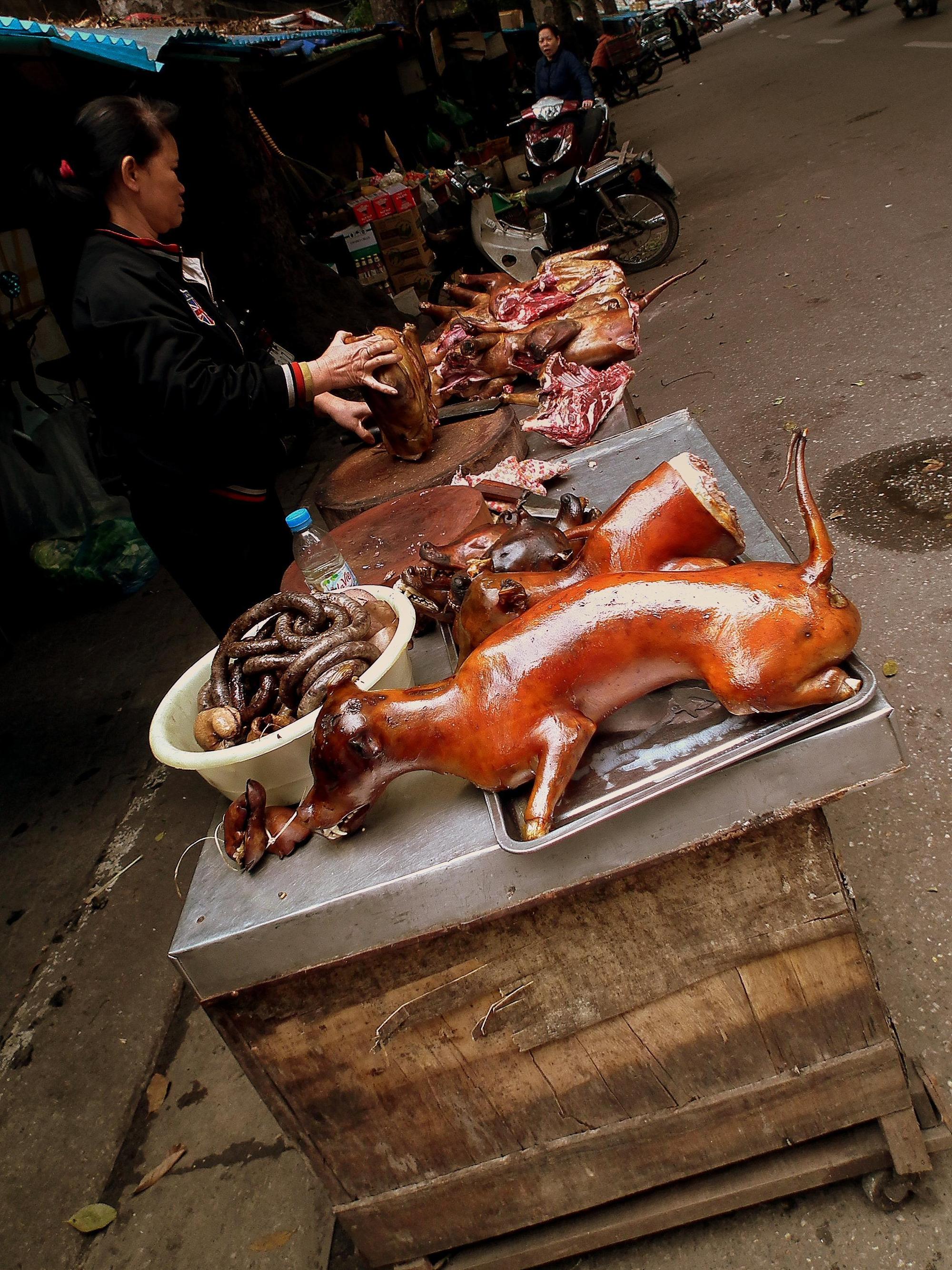 據調查指出,中國境內每年宰殺超過1000萬頭犬隻食用。(示意圖,翻攝維基百科)