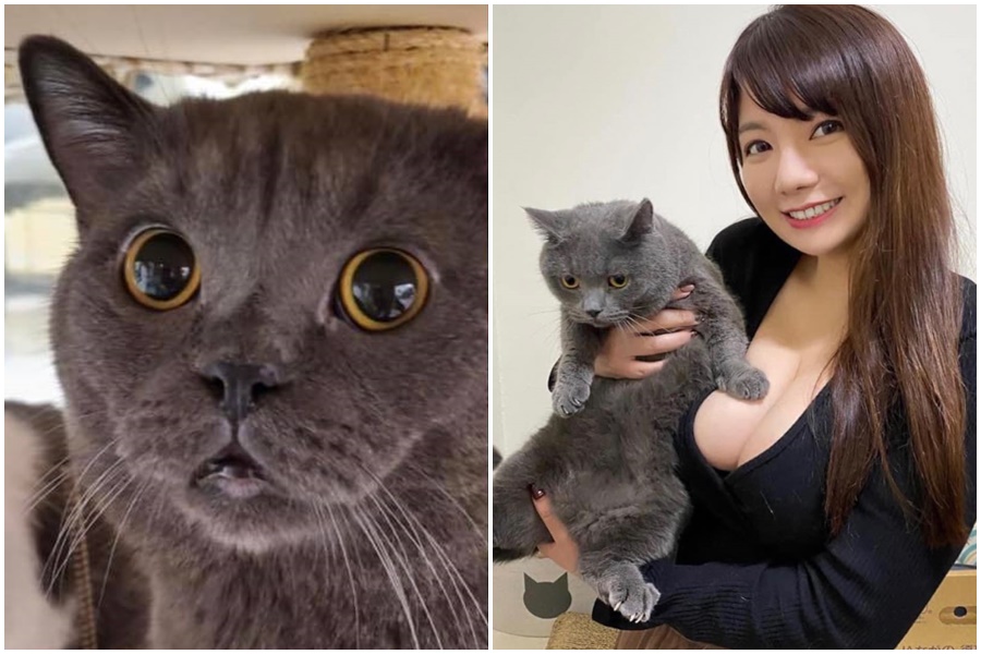 嘉義江姓飼主懸賞50萬尋貓，終於在昨晚找到愛貓；倒是吃瓜的網友在社團貼出正妹圖（右，非飼主），引起討論。（翻攝自「嘉義綠豆大小事」臉書社團）