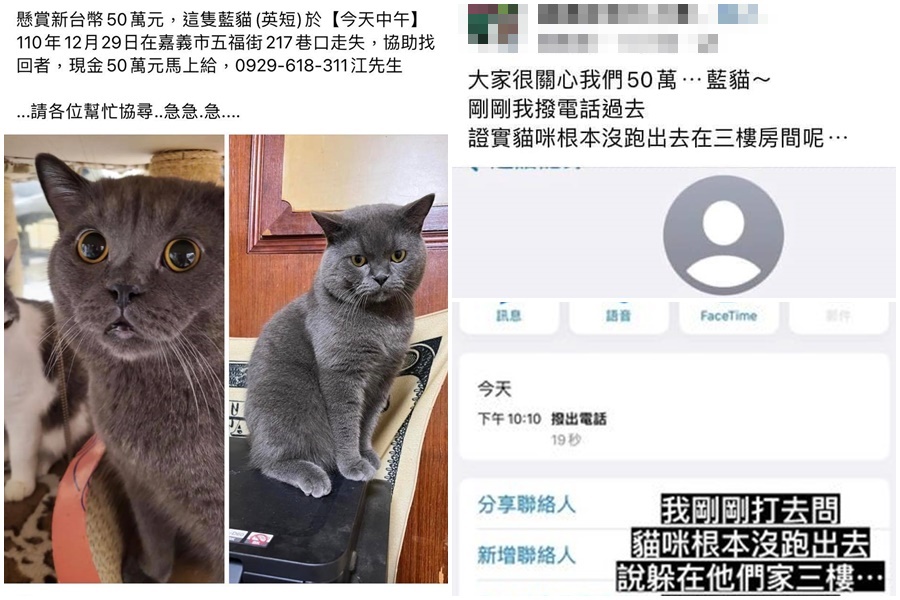嘉義江姓飼主懸賞50萬尋貓,引起網友熱議。(翻攝自「嘉義綠豆大小事」臉書社團)