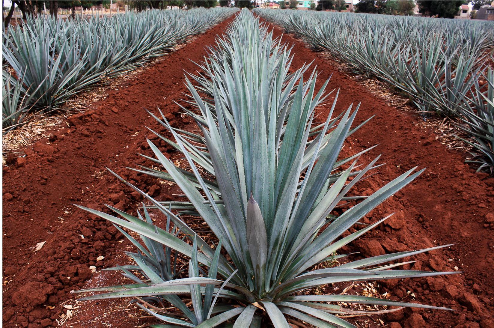 Clase Azul Tequila使用百分之百藍色龍舌蘭蒸餾。（Clase Azul提供）