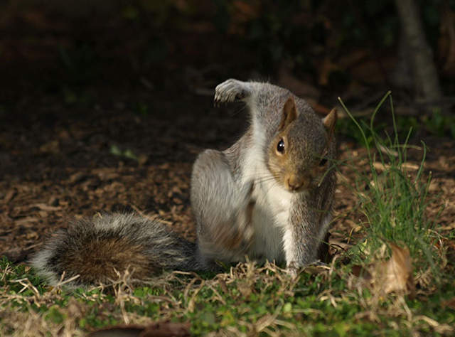 英國北威爾斯小鎮驚傳見人就咬的松鼠，短短48小時，造成18人身體不同部位受傷流血。示意圖。（翻攝自boredpanda）