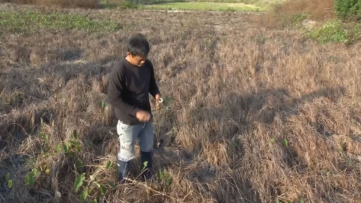 大甲芋頭今年損失恐怕達到上億，農民指控是上游化工廠的流放水電解值過高，造成芋頭生長不良。