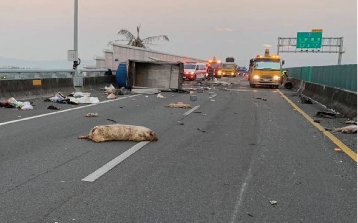 國道3號九如路段發生重大車禍，事故釀成一死一重傷，連車上豬隻也被摔死在路中間。（翻攝畫面）