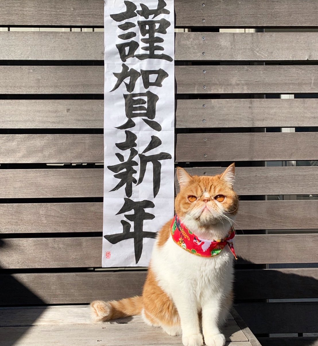《只是在結婚申請書上蓋個章而已》劇中貓演員「麻糬」人氣超高。(翻攝官方推特)