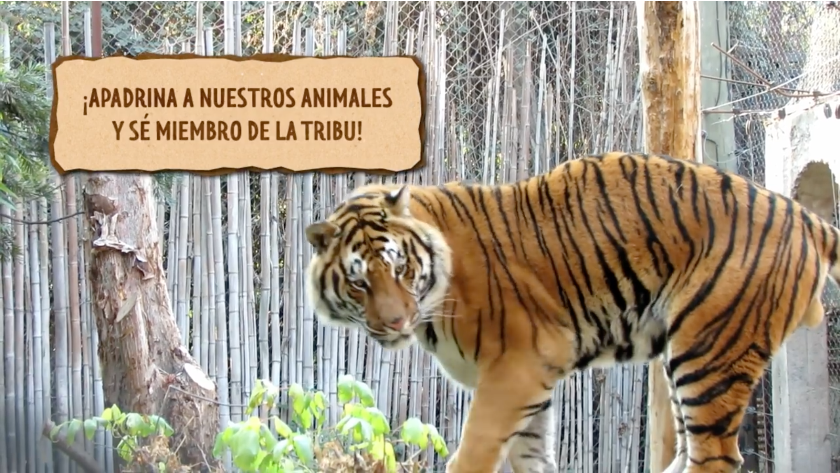 智利的一間動物園近日開始替園中動物打疫苗,包括3歲的孟加拉虎查理。(翻攝自Parque Zoológico Buin Zoo - Chile臉書)