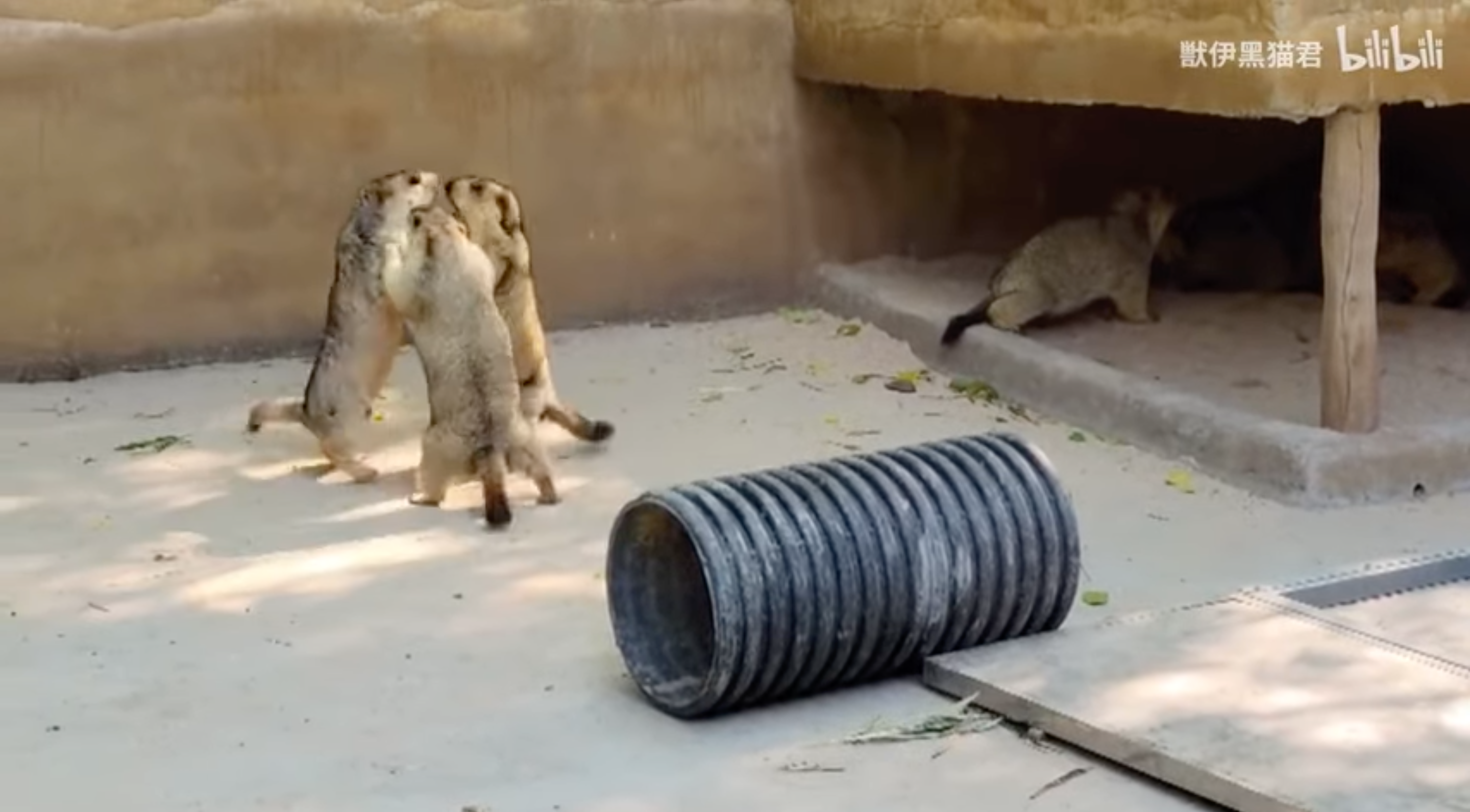 一段土撥鼠打架的影片日前在中國網站Bilibili上瘋傳，甚至還被網友譽為動物版《紫禁之巔》。（翻攝自Bilibili）