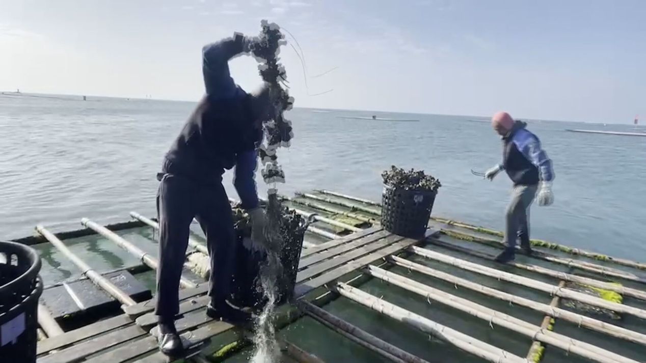 台灣蚵農發現，不肖業者進口低價的越南牡蠣，魚目混珠成台灣的牡蠣。